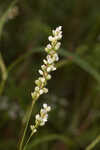 Bog smartweed